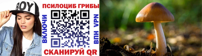 купить закладку  мега tor  Псилоцибиновые грибы GOLDEN TEACHER  Дрезна 
